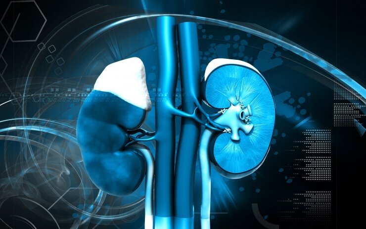 Scientists successfully transplant lab-grown kidney to a rat